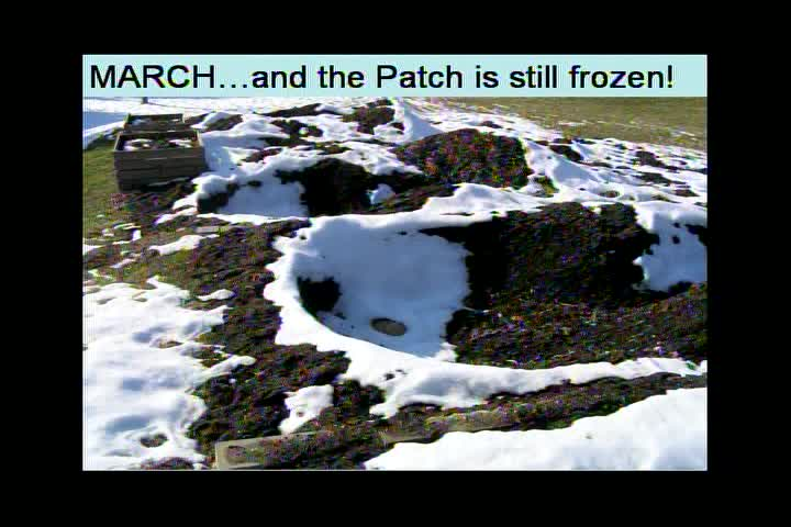 Growing Giant Pumpkins - Part 1